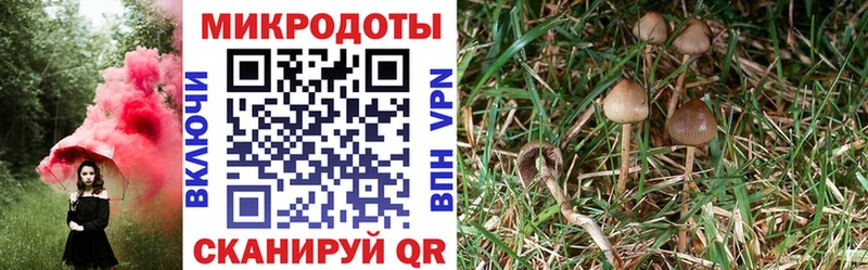 гидра рабочий сайт  купить наркотики цена  Дубовка  Псилоцибиновые грибы Psilocybe 